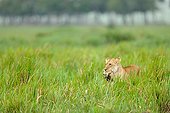 Birth of a Lion cub in Masai Mara NR Kenya ; The lioness carries the cub in its mouth in the swamp 