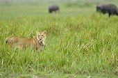 Birth of a Lion cub in Masai Mara NR Kenya ; The lioness carries the cub in its mouth in the swamp 