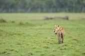 Birth of a Lion cub in Masai Mara NR Kenya ; The lioness carries the cub in its mouth in the swamp 