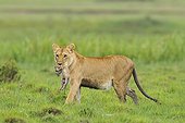 Birth of a Lion cub in Masai Mara NR Kenya ; The lioness carries the cub in its mouth in the swamp 