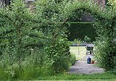 Willow and vineyard arch in a garden