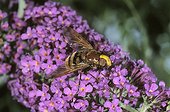 Hornet Mimic Hoverfly (Volucella zonaria) sucking nectar on a butterfly bush (Buddleja)