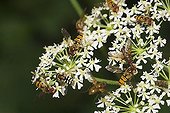 Hoverflies on Hogweed - Heracleum sphondylium - Germany