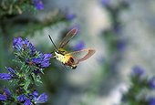 Broad-bordered Bee Hawkmoth (Hemaris fuciformis) Germany