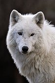 Arctic Wolf (Canis lupus arctos), portrait