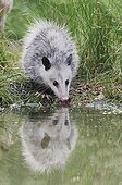 Virginia Opossum (Didelphis virginiana), young drinking from wetland lake, Refugio, Texas, USA