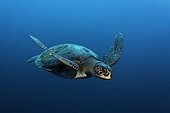 Green Sea Turtle (Chelonia mydas) swimming in open water, protected, Darwin Island, Galapagos archipelago, UNESCO World Heritage Site, Ecuador, South America, Pacific Ocean