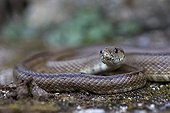 Ladder Snake (Rhinechis scalaris), Extremadura, Spain, Europe