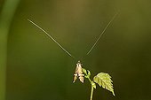 Longhorn Moth Nemophora degeerella Germany