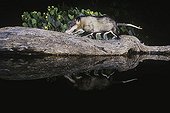 Virginia Opossum (Didelphis virginiana), adult at night walking on log in pond in desert with reflection, Rio Grande Valley, Texas, USA