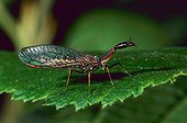 Snakefly (Raphidia notata)