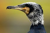 Cormorant (Phalacrocorax carbo)