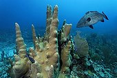 Pillar corals (Dendrogyra cylindricus) and Black Grouper fish (Mycteroperca bonaci), barrier reef, San Pedro, Ambergris Cay Island, Belize, Central America, Caribbean