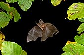 Brown Long-Eared Bat (Plecotus auritus) in flight
