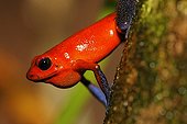 Strawberry Poison Dart Frog Costa Rica ; Blue Jeans pattern