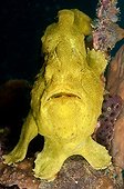 Commerson's Frogfish on reef Sulawesi Indonesia 