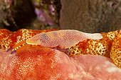 Imperial shrimp on reef Sulawesi Indonesia
