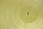 Spider web with a Cricket-bat Orb Weaver (Mangora Acalypha)