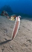 Sea Pen (Pteroides spec.), Indonesia