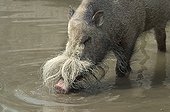 Bearded Pig (Sus barbatus), found in Malaysia, Sumatra and Borneo, Hellabrunn Zoo, Munich, Bavaria, Germany