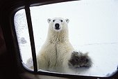 Polarbear (Ursus maritimus) at car window, Churchill, Canada