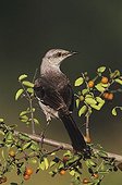 Northern Mockingbird (Mimus polyglottos), adult on Desert Hackberry (Celtis pallida), Willacy County, Rio Grande Valley, South Texas, USA