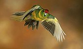 Red-crowned Parakeet (Cyanoramphus novaezelandiae) in flight, in captivity