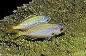 Yellow and Blueback Fusilier (Caesio teres) resting at night, Oman, Middle East, Indian Ocean