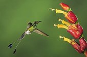 Booted Racket-tail (Ocreatus underwoodii), male in flight feeding from Ginger flower in rainforest, Mindo, Ecuador, Andes, South America