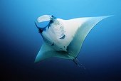 Manta Ray (Manta birostris) head fins opened, in midwater, open sea, Similan Islands, Andaman Sea, Thailand, Asia, Indian Ocean