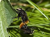 Mating bumblebees Hoverflies Franche-Comté France 
