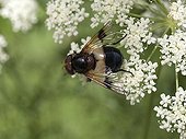 Hoverfly on an umbelliferous France 
