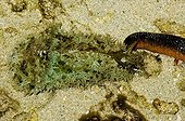 Shoulderblade sea cat on sand Noumea New Caledonia