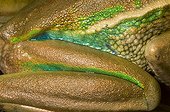 Paw of Green and Golden Bell frog Koumac New Caledonia