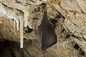 Lesser horseshoe bat (Rhinolophus hipposideros) hibernating in a cave, Thuringia, Germany, Europe