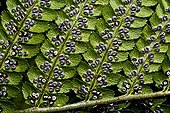 Male fern's spores