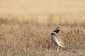 Little bustard male courtship in Spain