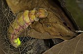 Female Glow Worm lighting in the dark Spain ; Female Glow Worm lighting in the dark through bioluminescence generated on the tip of the abdomen thanks to luciferase/luciferine chemical systems