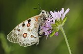 Apollo butterfly on flower Pyrenees Spain ; This species in southern Europe has become relict to mountain areas having become isolated after last glacial period.