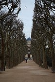 Avenue of plane trees in winter Jardin des Plantes Paris ;  