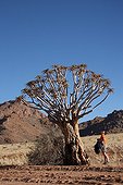 Quiver tree and tourist in the Namib desert in Namibia