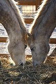 Portrait of Horses eating hay face to face