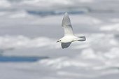 Ivory Gull (Pagophila eburnea), Spitsbergen, Norway, Europe