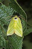 Bena moth (Bena prasinana), female
