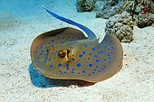 Blue-spotted or Bluespotted Ribbontail Ray (Taeniura lymma) on sandy sea floor, Hurghada, Sharm el Sheik, Red Sea, Egypt, Africa