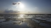 Wadden Sea with Samphire (Salicornia sp ; Wadden Sea with Samphire (Salicornia sp.), puddles and mud flats, Mellum Island, Lower Saxony Wadden Sea National Park, UNESCO World Heritage Site, Lower Saxony, Germany, Europe