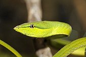 Green Vine Snake ( Oxybelis fulgidus), Costa Rica