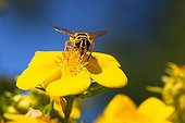 Syrphus ribesii, big hoverfly