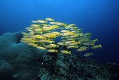 School of Goldband Fusiliers (Pterocaesio chrysozona), Similan Islands, Andaman Sea, Thailand, Asia, Indian Ocean