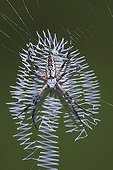 Yellow Garden Spider (Argiope aurantia), adult in web with pattern, Sinton, Corpus Christi, Texas, USA
